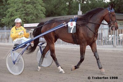 Dancing Qui
geb. 1990, Native Reel - Daily Vic
Foto vom 14.5.1998, Wien-Krieau
