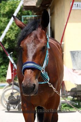 20150614_00_ses_29.JPG