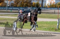 Dateiname=20251026_qu2_058_QU2_0187.jpg
Dateigröße=317KB
Abmessungen: 1000x667
hinzugefügt am: 27. Oktober 2025 20251026_qu2_058_QU2_0187.jpg