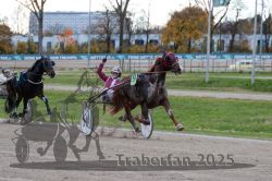 Dateiname=20251026_r05_103_R05_0373.jpg
Dateigröße=312KB
Abmessungen: 1000x667
hinzugefügt am: 28. Oktober 2025 20251026_r05_103_R05_0373.jpg